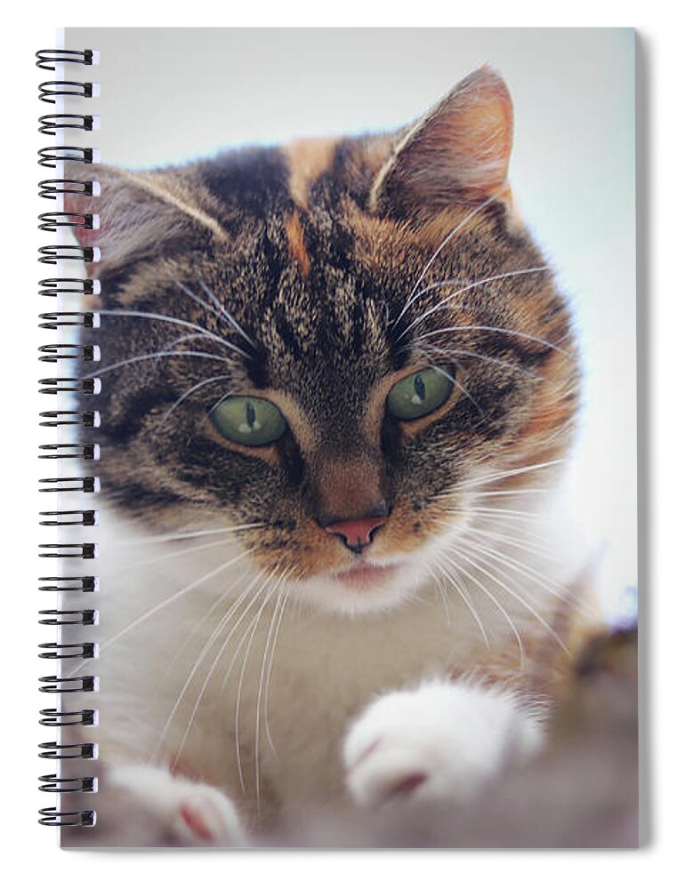 Liza Spiral Notebook featuring the photograph Funny animal head. Suprised face of felis catus domesticus who sits on cherry tree and look down. Soft light. Colored animal head with green eyes. Expression as what the hell is it by Vaclav Sonnek