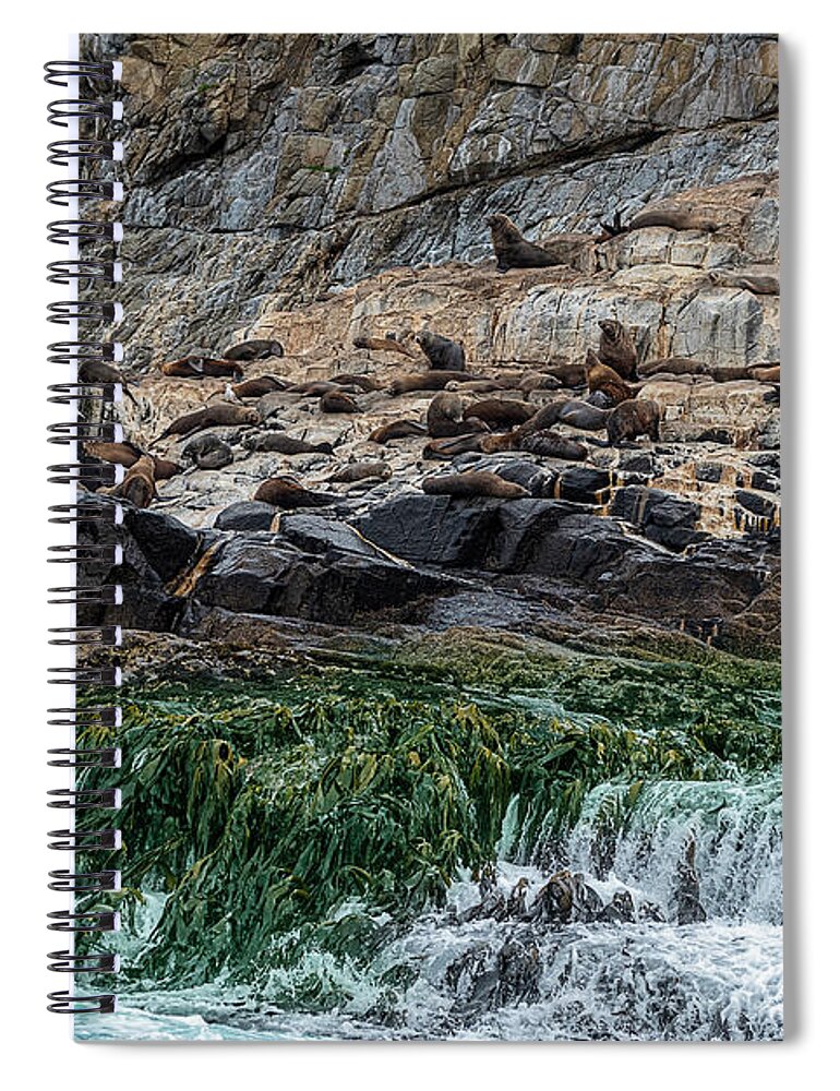 Australia Spiral Notebook featuring the photograph Fur Seals on The Friars, Bruny Island, Tasmania, Australia by Frank Lee
