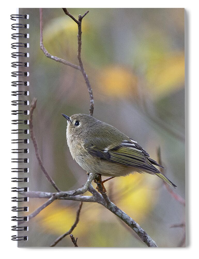 Bird Spiral Notebook featuring the photograph Future Birder by Linda Bonaccorsi