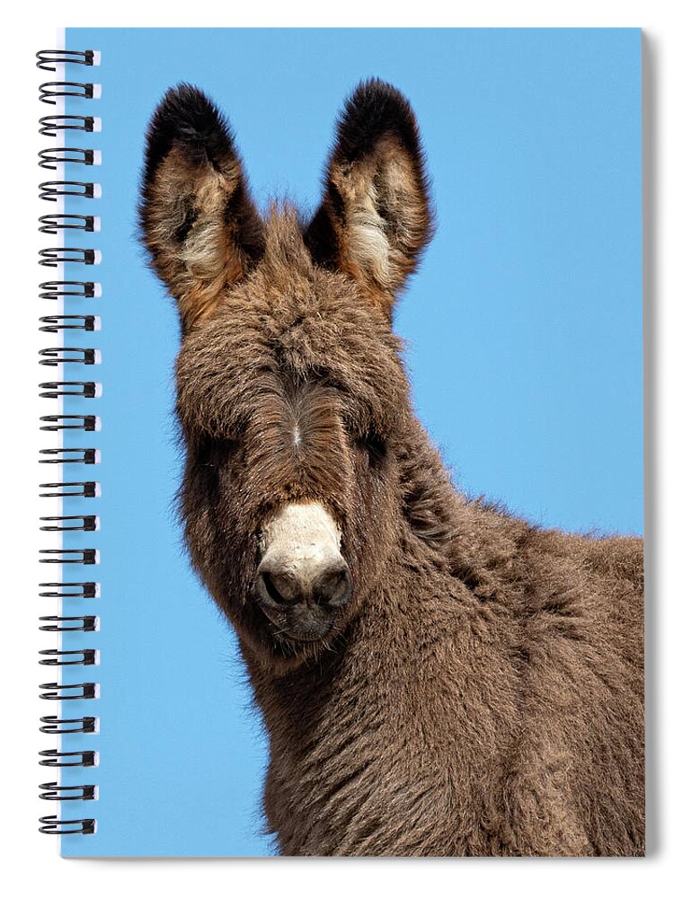 Wild Burros Spiral Notebook featuring the photograph Fuzzy Face 3 by Mary Hone