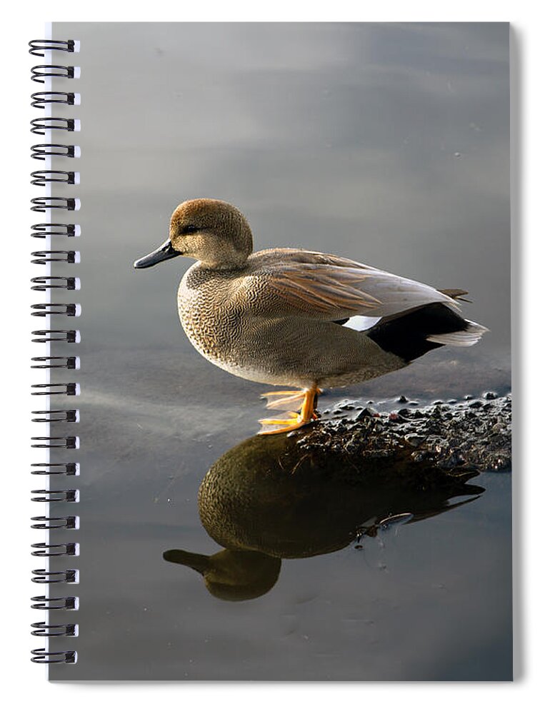 Gadwall Duck Spiral Notebook featuring the photograph Gadwall Duck in the Morning by Sea Change Vibes