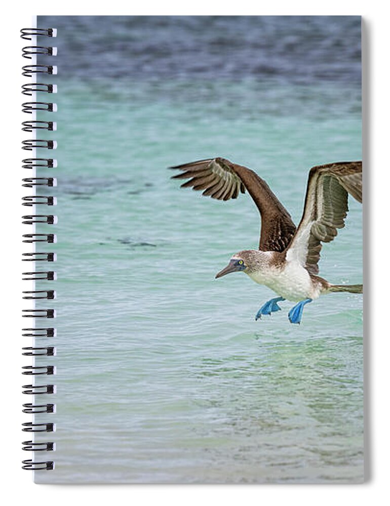 Galapagos Spiral Notebook featuring the photograph Galapagos Blue Footed Booby Takeoff III by Joan Carroll