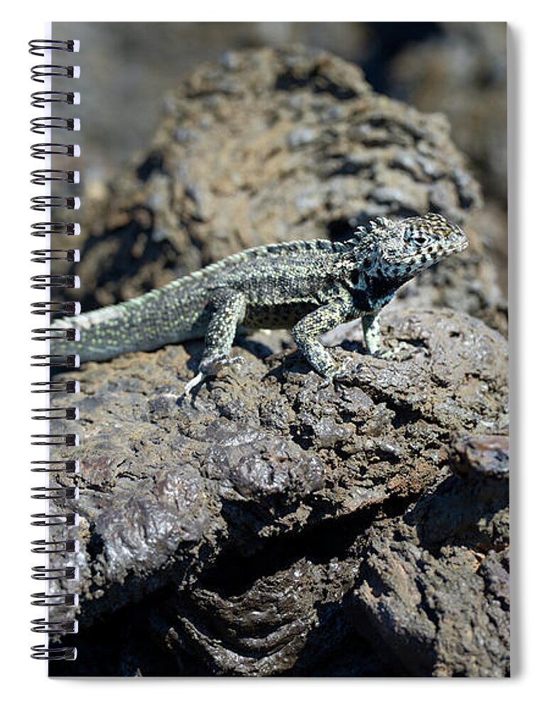 Republic Of Ecuador Spiral Notebook featuring the photograph Galapagos Lava Lizard, Microlophus albemarlensis, Punta Moreno, Isabela Island, Galapagos Islands, Ecuador by Kevin Oke
