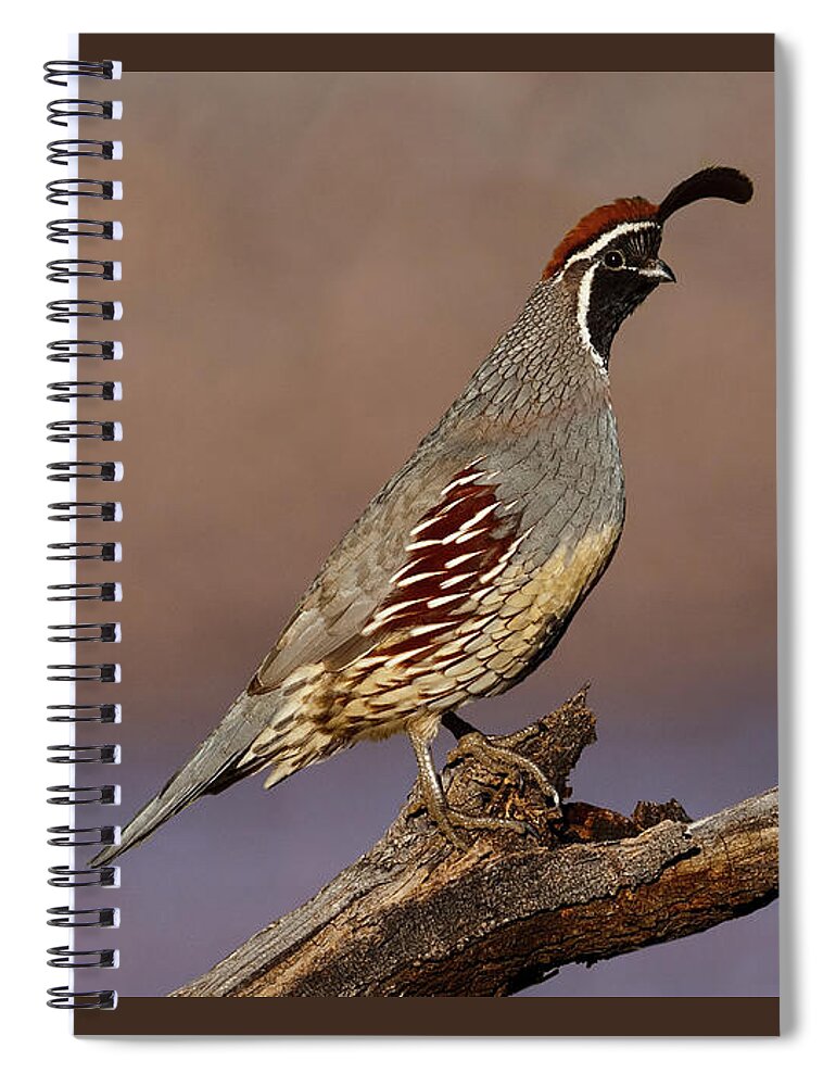 Animal Spiral Notebook featuring the photograph Gambel's Quail Perched on a Branch by Jeff Goulden