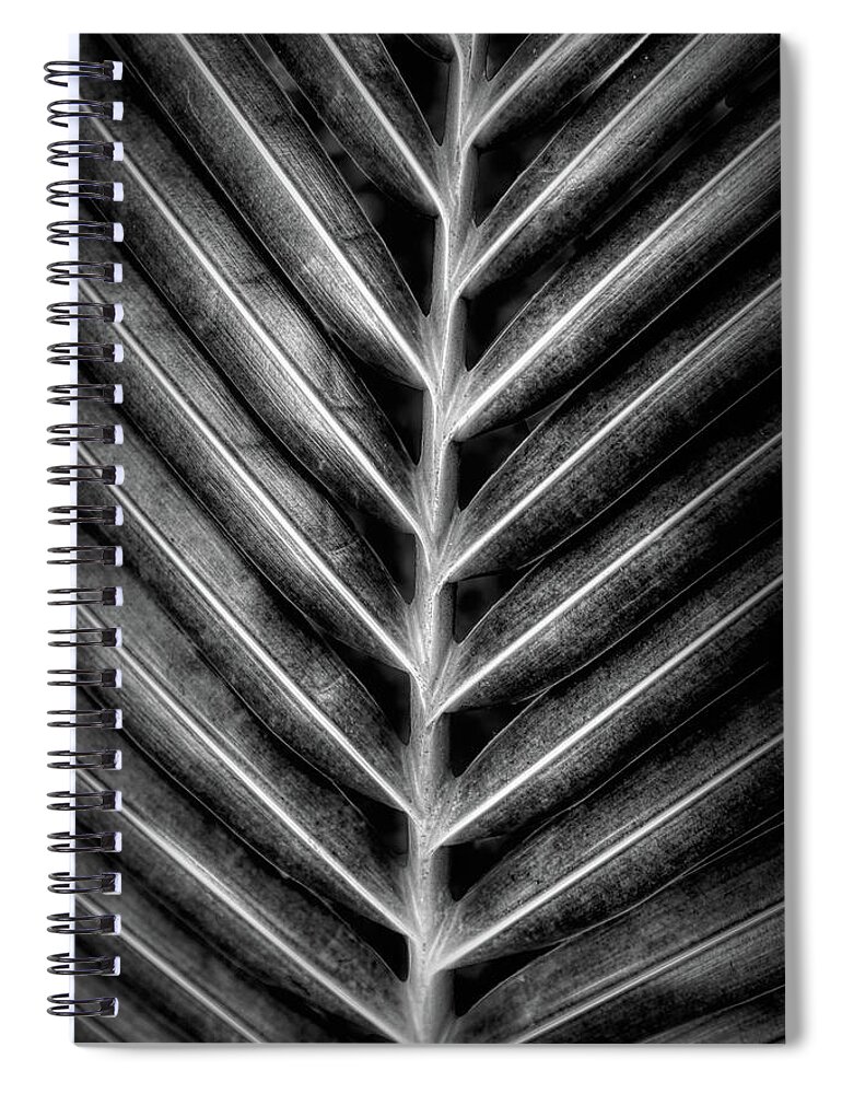 Palm Spiral Notebook featuring the photograph Garden Palm Fronds Black and White by Debra and Dave Vanderlaan