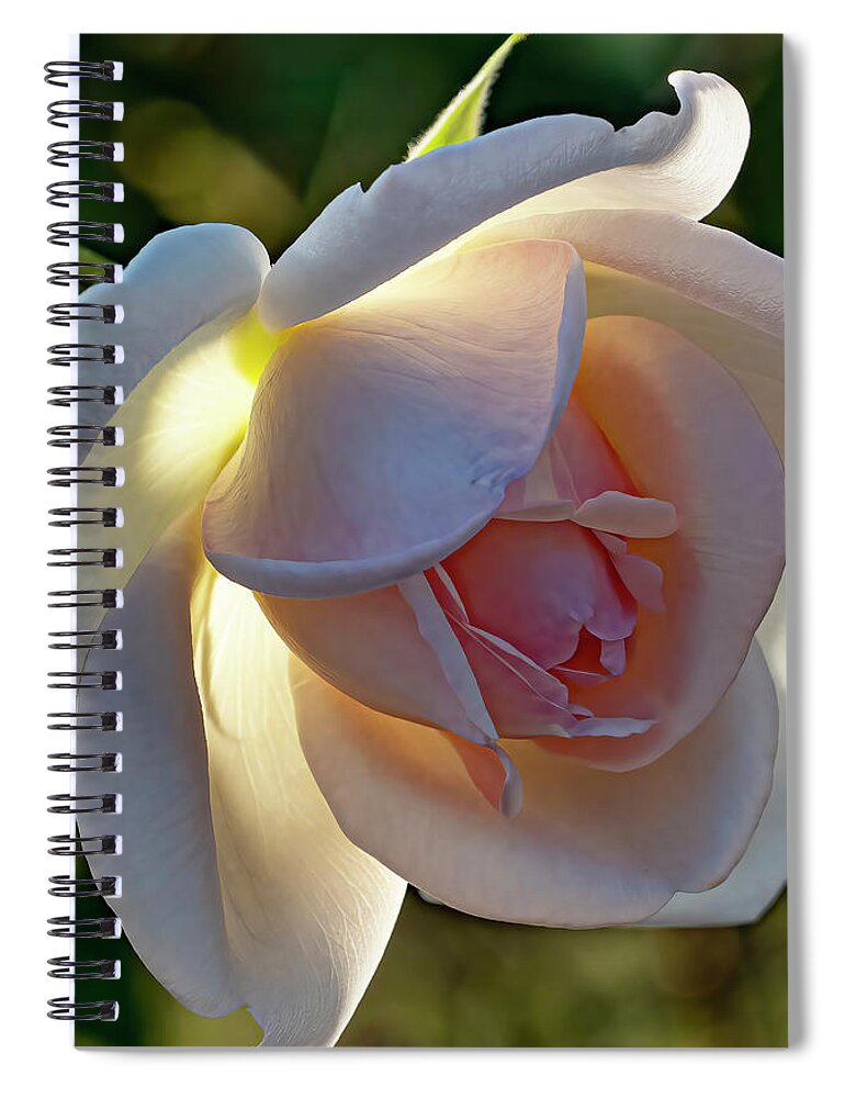 Rose Spiral Notebook featuring the photograph Garden Rose 2 by Jerry Connally