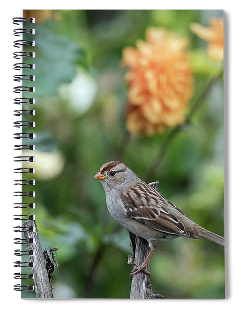 Kmaphoto Spiral Notebook featuring the photograph Garden Sparrow by Kristine Anderson