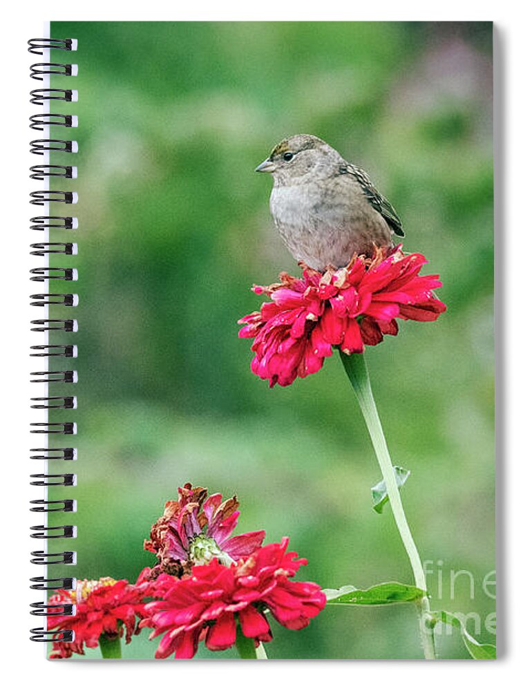 Kmaphoto Spiral Notebook featuring the photograph Garden Sparrow Pair by Kristine Anderson