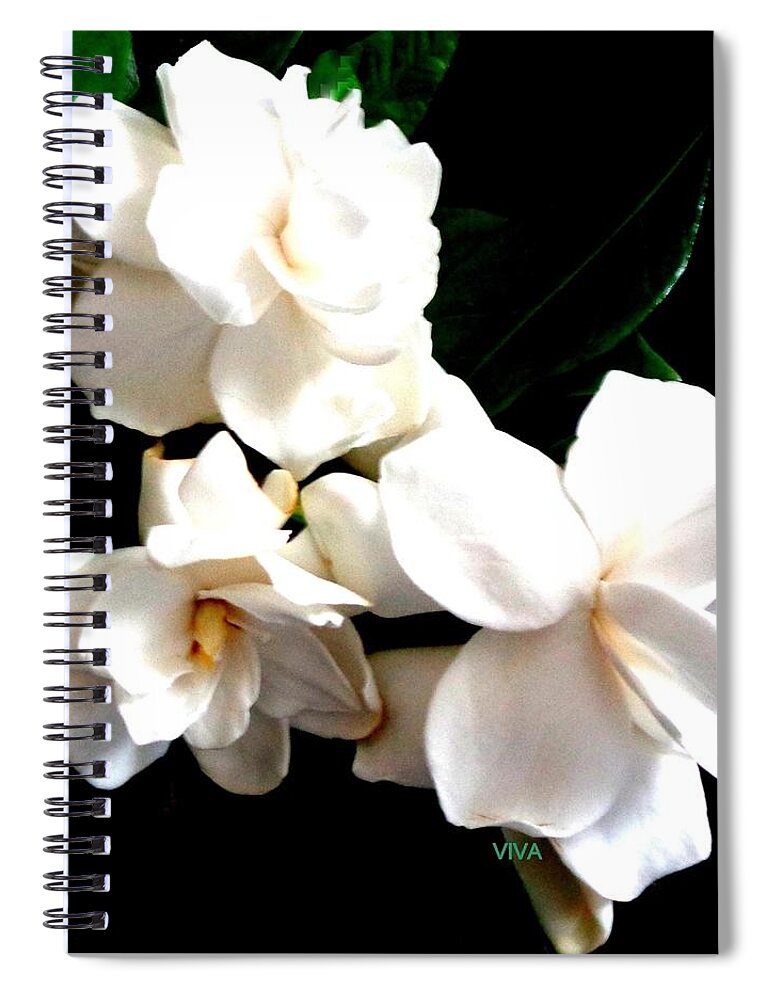 Gardenia Spiral Notebook featuring the photograph Gardenia Bouquet - unframed by VIVA Anderson