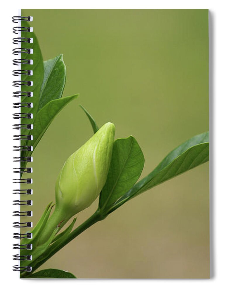  Spiral Notebook featuring the photograph Gardenia Bud by Heather E Harman