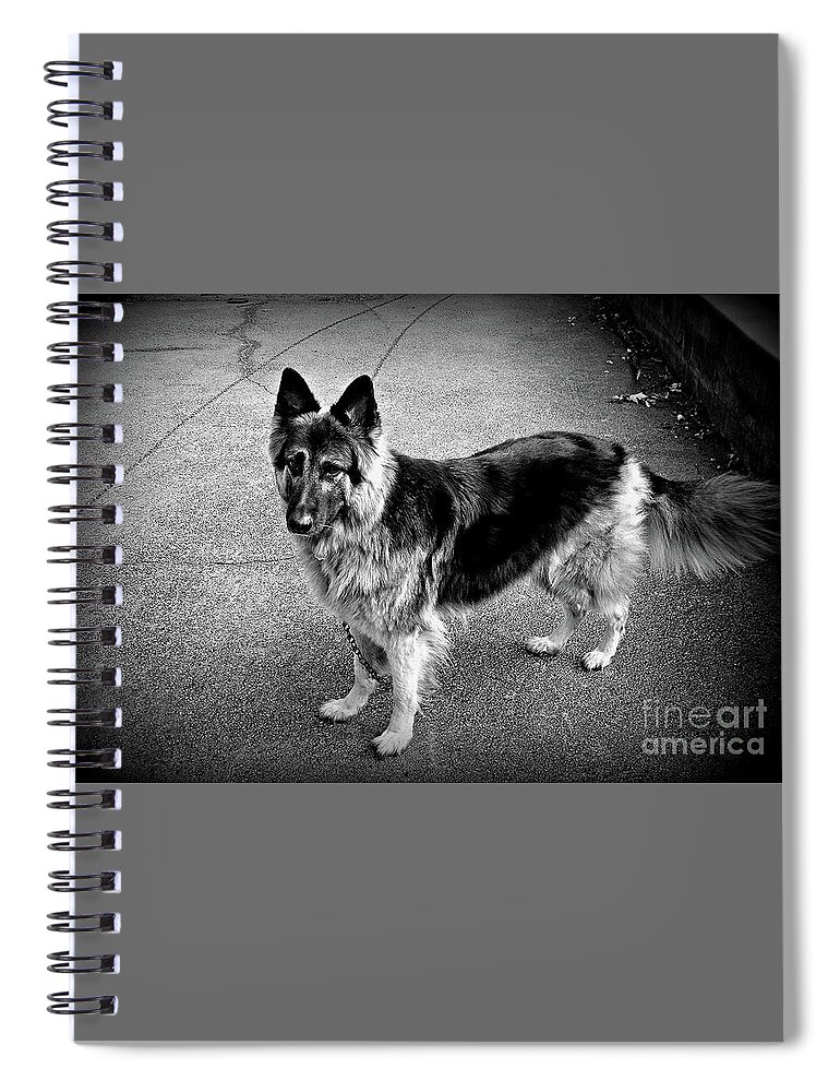 Animal Spiral Notebook featuring the photograph Gatekeeper - King Shepherd Dog by Frank J Casella