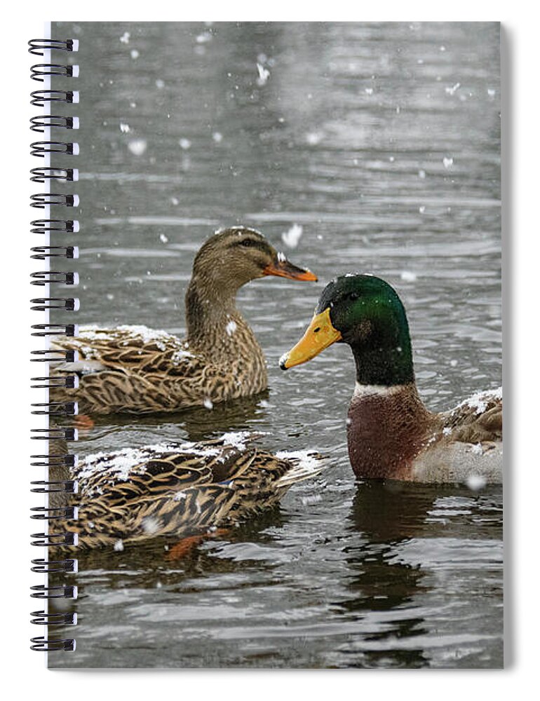 North America Spiral Notebook featuring the photograph Gathering by Melissa Southern