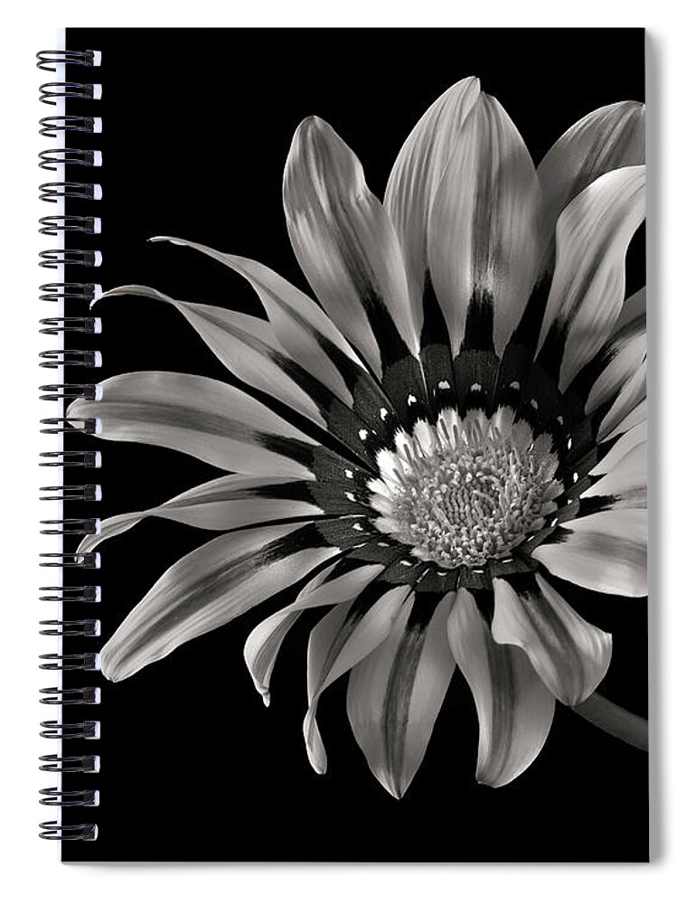 Flower Spiral Notebook featuring the photograph Gazinia 2 in Black and White by Endre Balogh