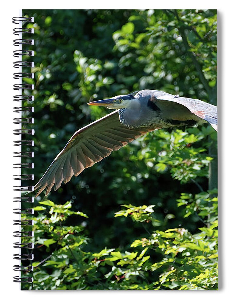 Heron Spiral Notebook featuring the photograph GBH Flying Low 1 by Flinn Hackett