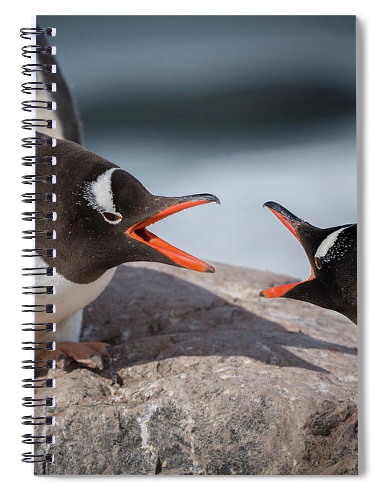 Penguin Spiral Notebook featuring the photograph Gentoo Disagreement by Linda Villers