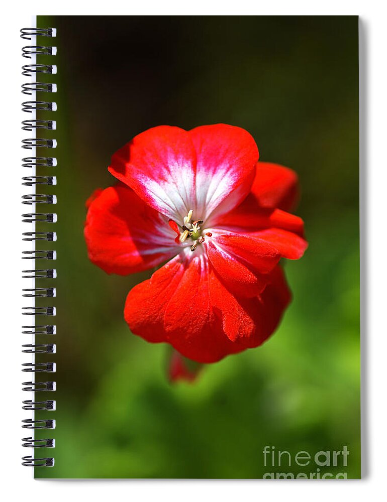 Zonal Geranium Spiral Notebook featuring the photograph Geranium Glows by Joy Watson