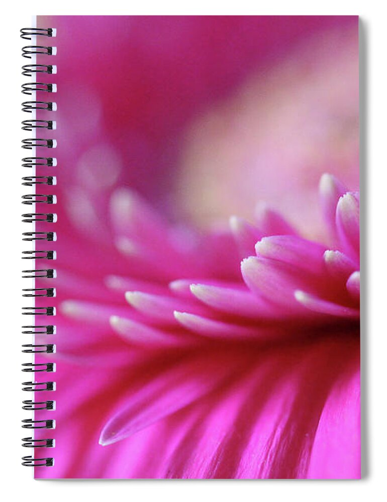 Gerber Daisy Pink Spiral Notebook featuring the photograph Gerber Daisy Pink by Natalie Dowty
