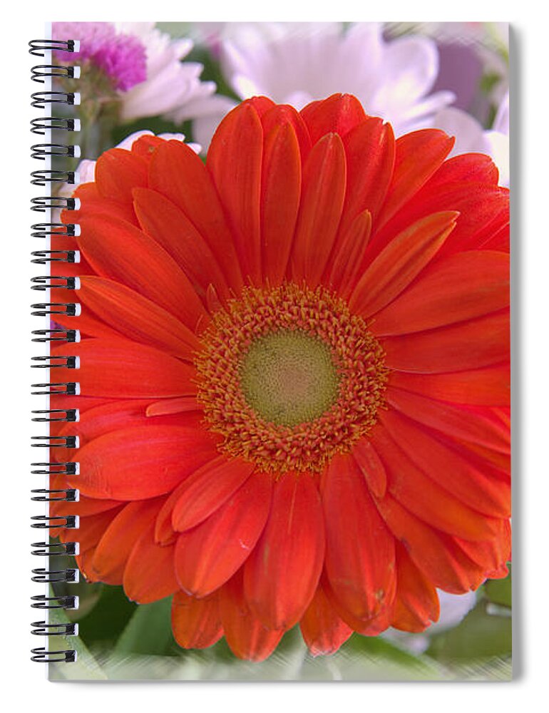 Flowers Spiral Notebook featuring the photograph Gerbera Daisy Closeup by Kae Cheatham