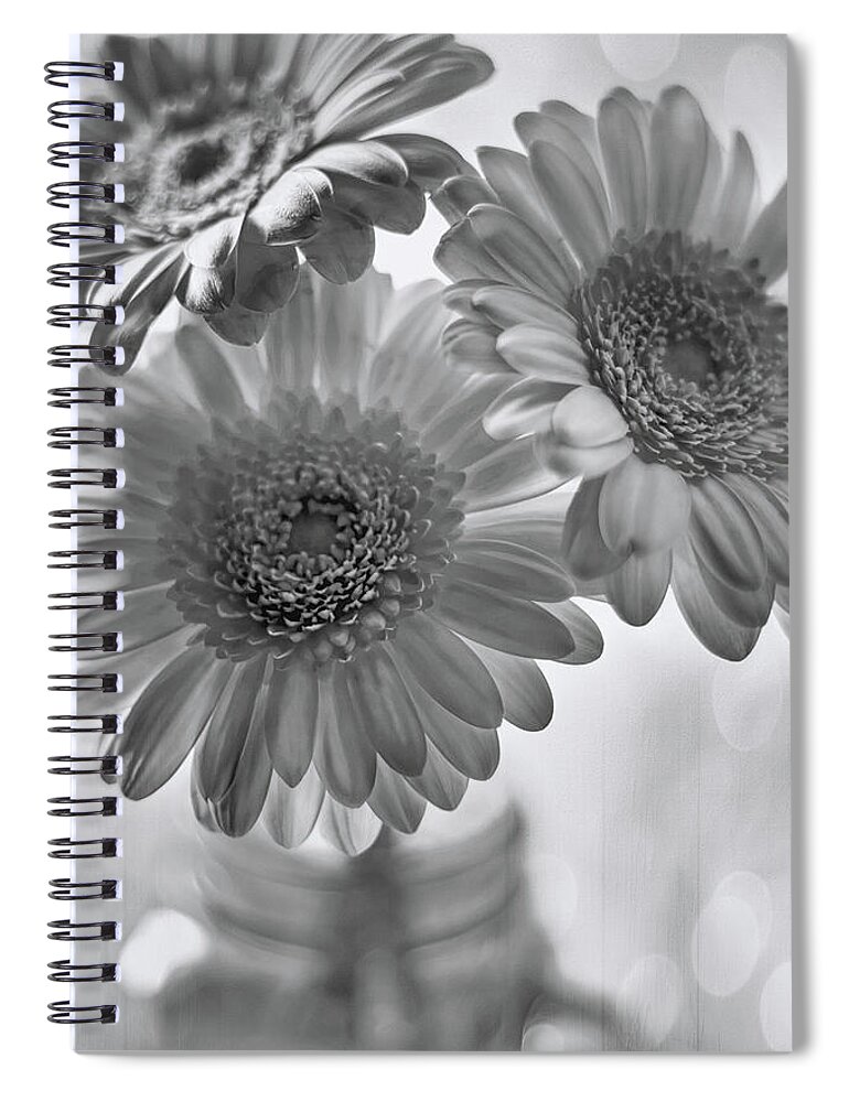 Gerbera Daisy Spiral Notebook featuring the photograph Gerbera Daisy Trio Black and White by Carol Japp