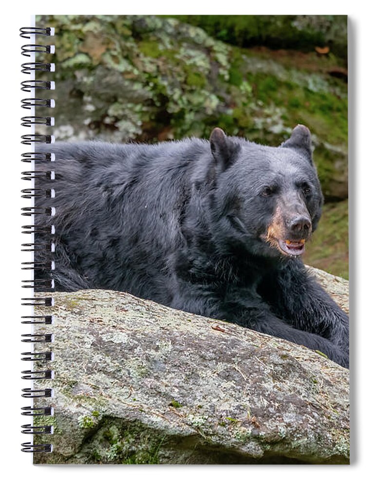 Bear Spiral Notebook featuring the photograph GFM Bear-1 by John Kirkland