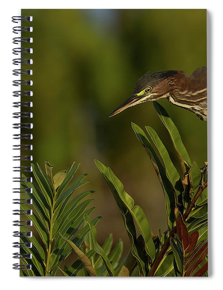 Green Heron Spiral Notebook featuring the photograph GH Perched Peering Down by RD Allen