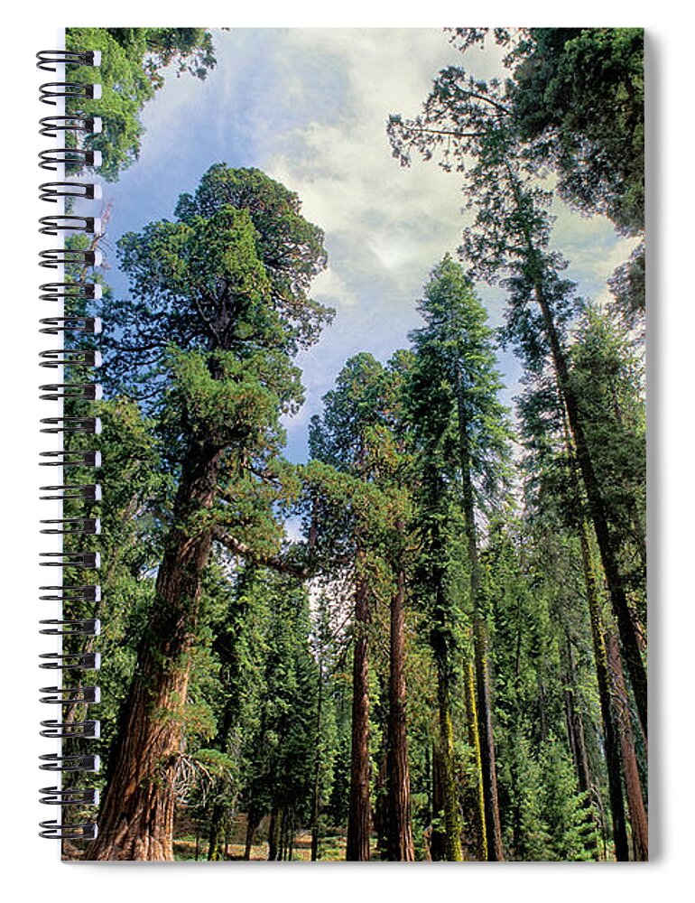 Dave Welling Spiral Notebook featuring the photograph Giant Sequoias Sequoiadendron Gigantium Yosemite by Dave Welling