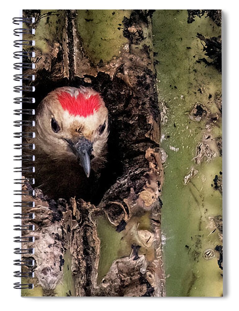 Gila Woodpecker Spiral Notebook featuring the photograph Gila Woodpecker 6962-031923-3 by Tam Ryan