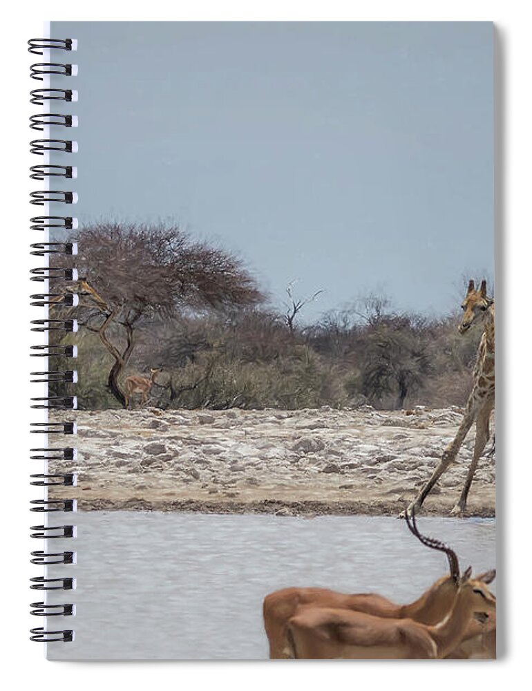 Giraffe Spiral Notebook featuring the photograph Giraffe Bending to Get a Drink at Klein Namutoni by Belinda Greb