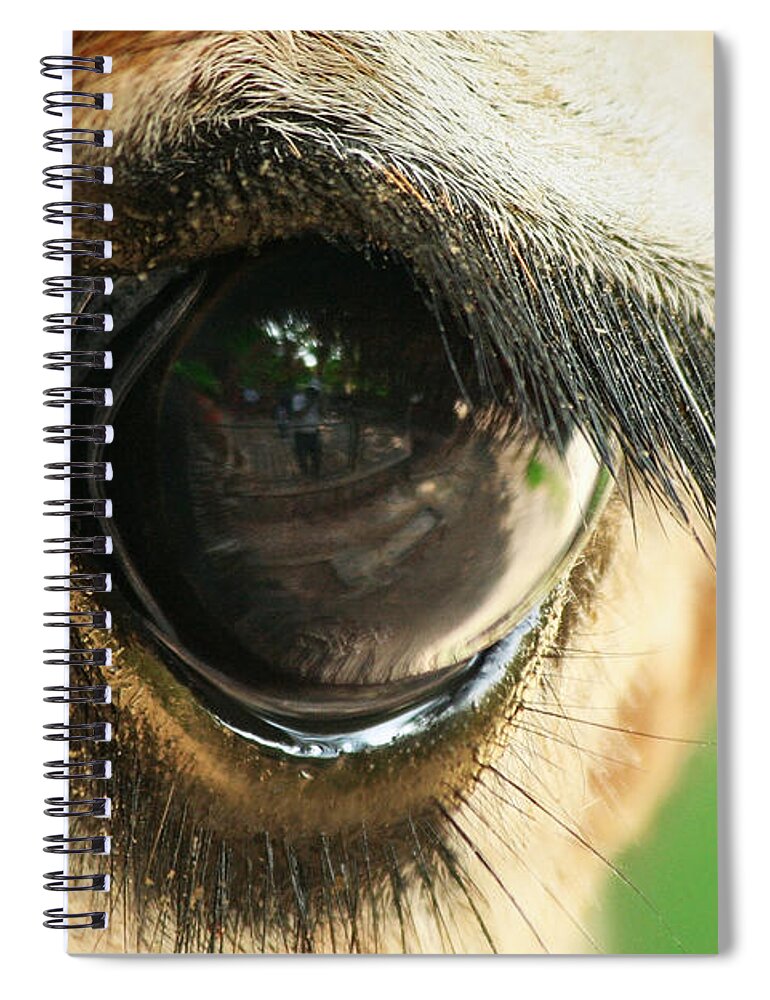 Giraffe Spiral Notebook featuring the photograph Giraffe Eye by Yuri Peress