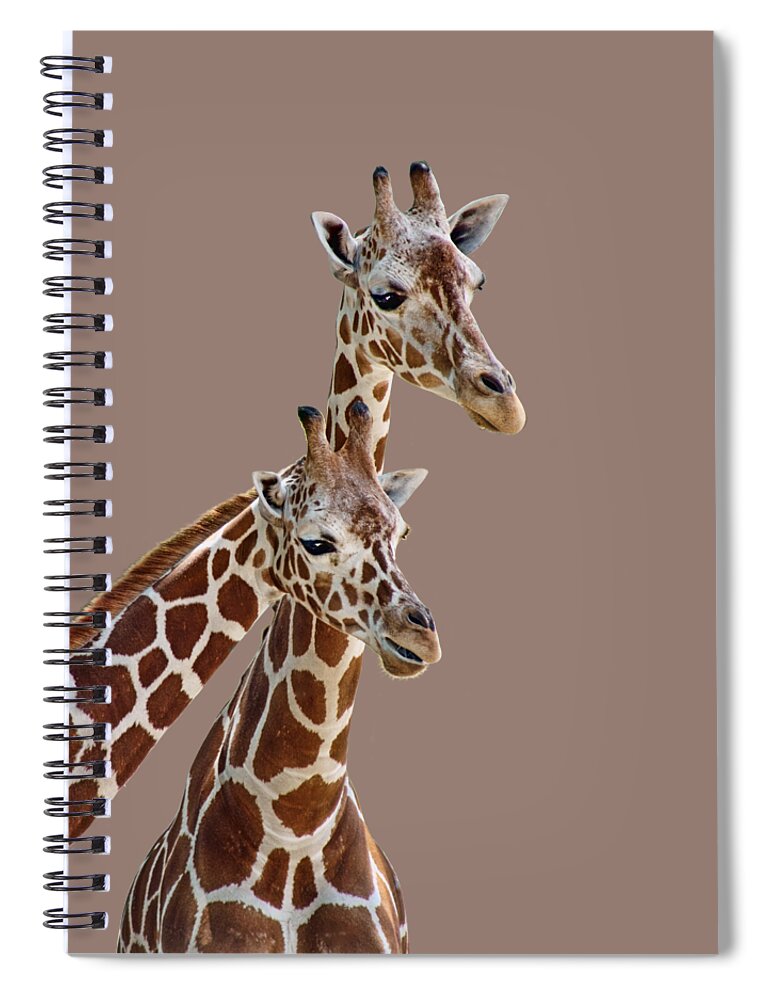 Giraffe Spiral Notebook featuring the photograph Giraffe Pair - Transparent by Nikolyn McDonald