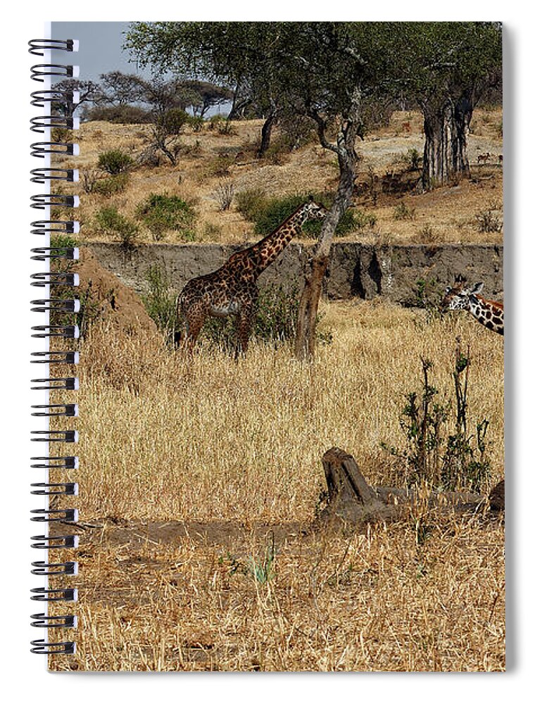 3 Giraffes Spiral Notebook featuring the photograph Giraffes Scene by Sally Weigand