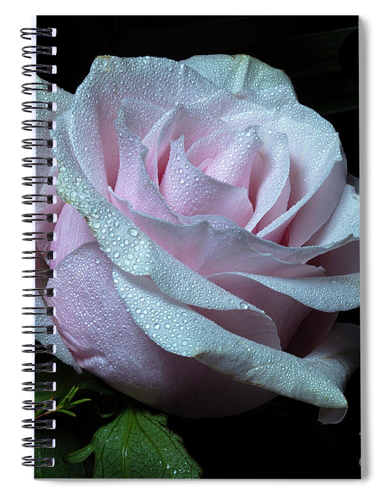 Rose Spiral Notebook featuring the photograph Glimmerant by Doug Norkum