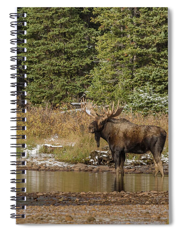 Moose Spiral Notebook featuring the photograph Glimpse of a Moose by Linda Villers
