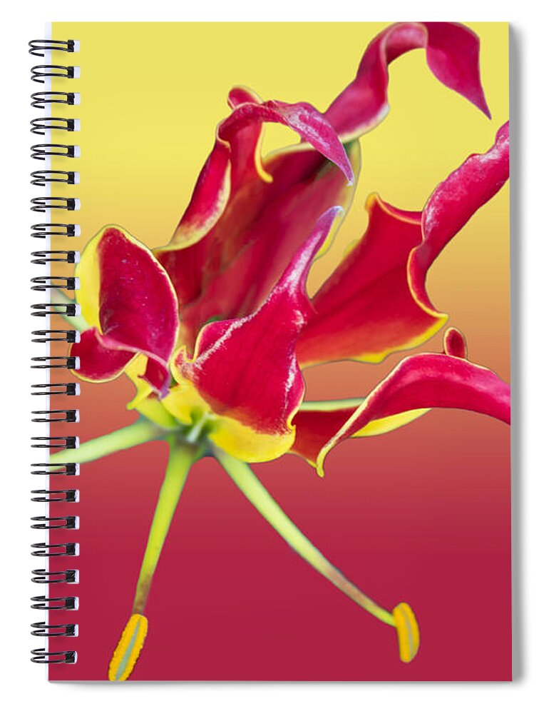 Gloriosa Lily Spiral Notebook featuring the photograph Gloriosa Lily by L Bosco