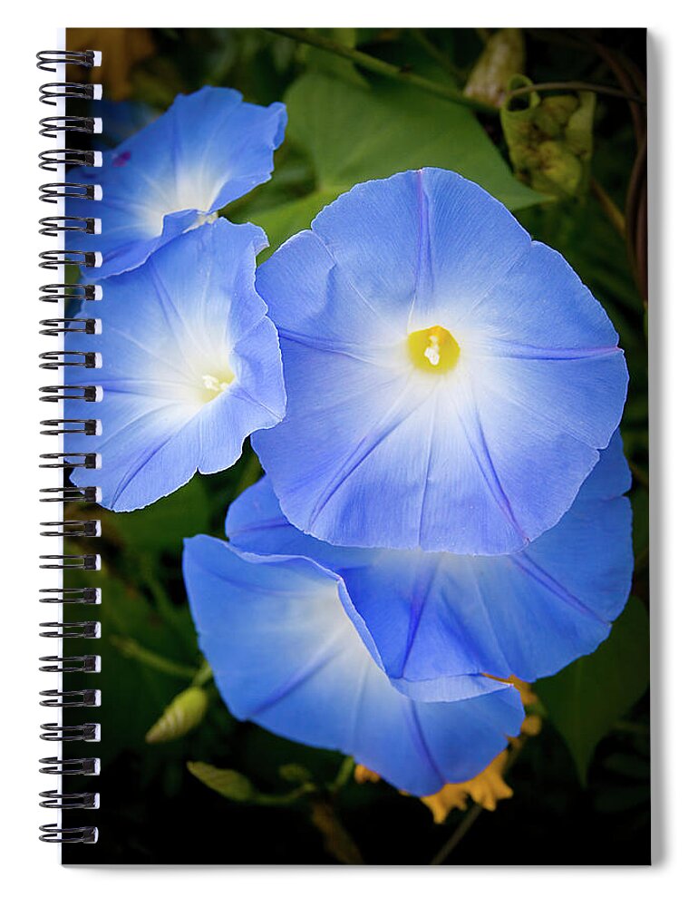 Blue Spiral Notebook featuring the photograph Glorious Blue Morning Glory by Jeff Folger