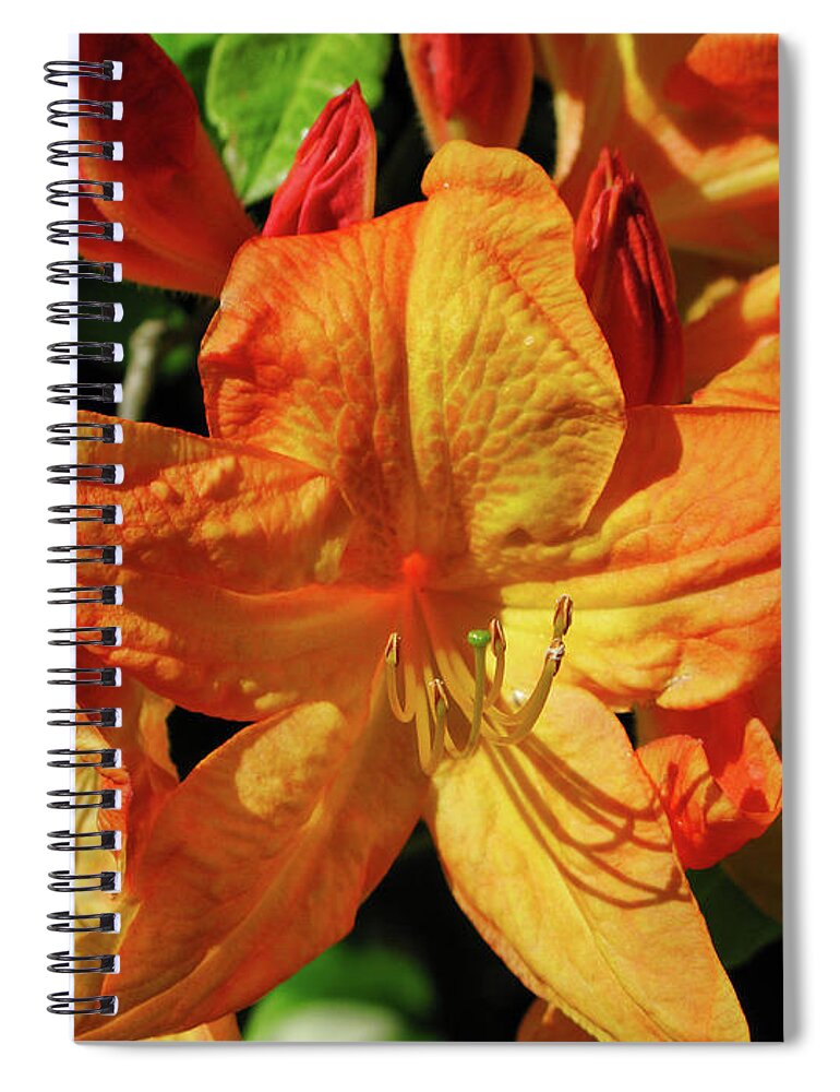 Flora Spiral Notebook featuring the photograph Glorious day lilies by Segura Shaw Photography