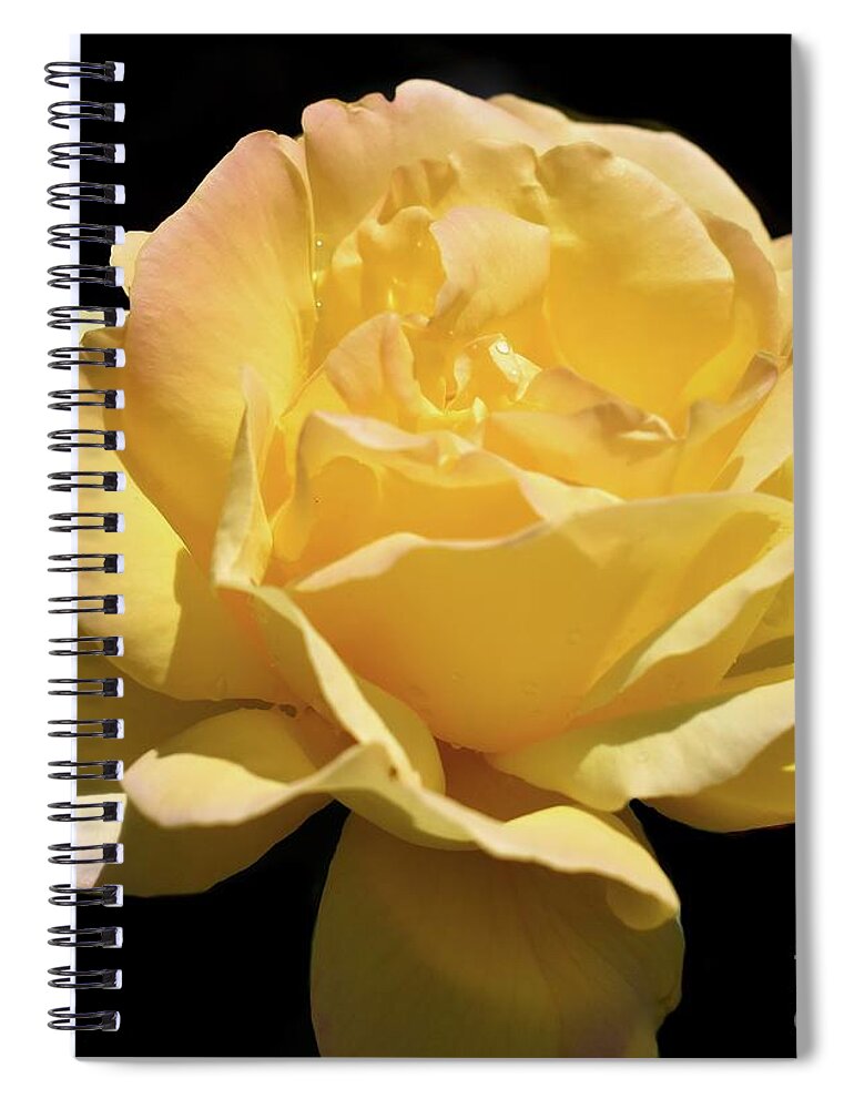 Nature Spiral Notebook featuring the photograph Glorious Day Rose after Rain by Leonida Arte