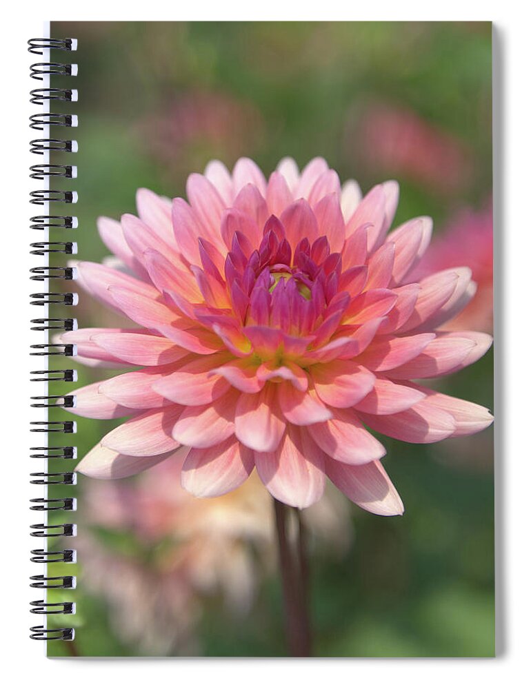 Dahlia Spiral Notebook featuring the photograph Glorious by Loyd Towe Photography