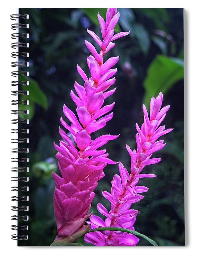 Beautiful Spiral Notebook featuring the photograph Glory In Pink by David Desautel