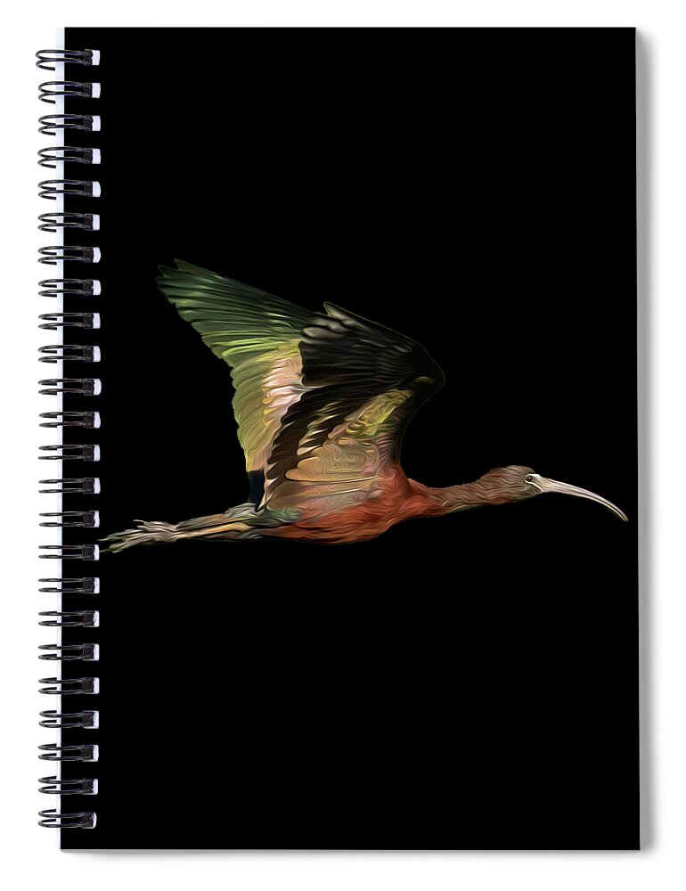 Ibis Spiral Notebook featuring the photograph Glossy Ibis in Fight at Sunset by Mark Andrew Thomas