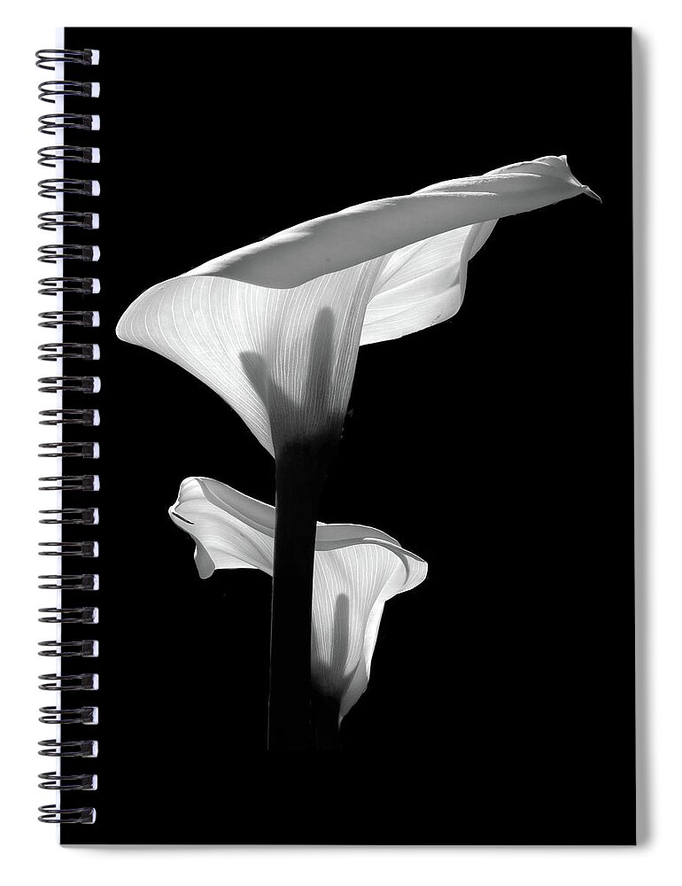 Calla Lily Spiral Notebook featuring the photograph Glowing Calla Lilies by Johanna Girard