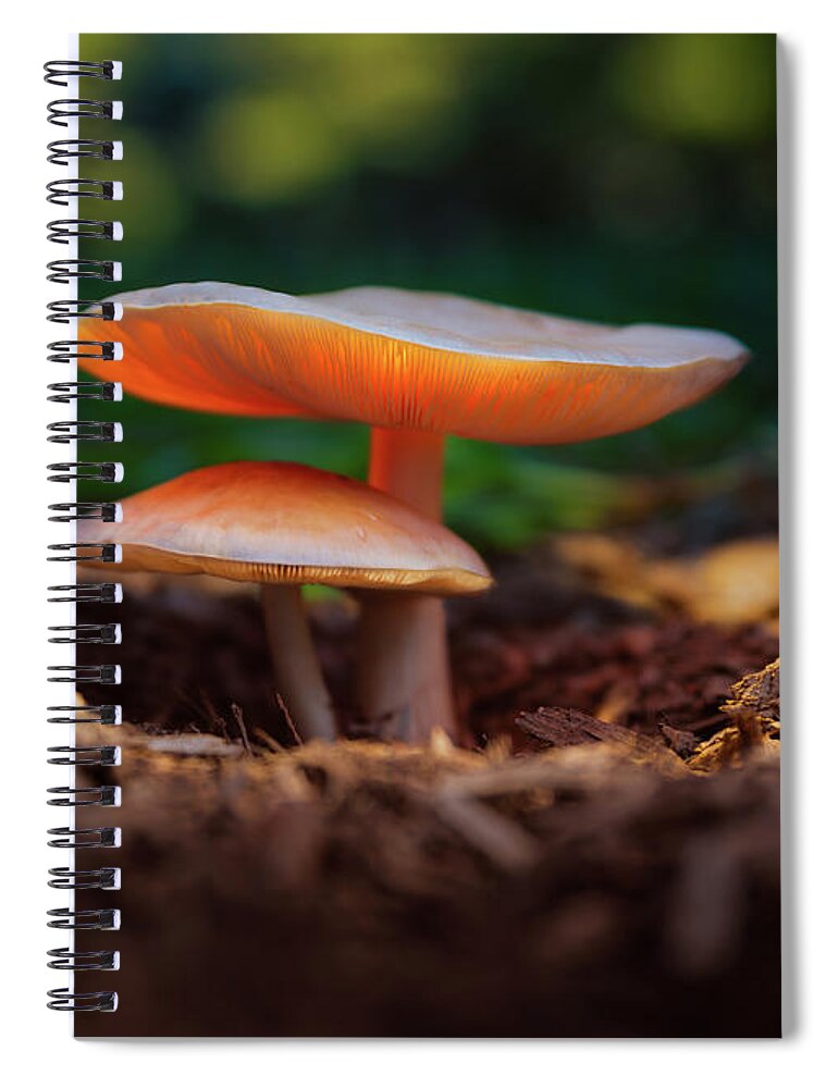 Mushroom Spiral Notebook featuring the photograph Glowing Mushroom by Hal Mitzenmacher