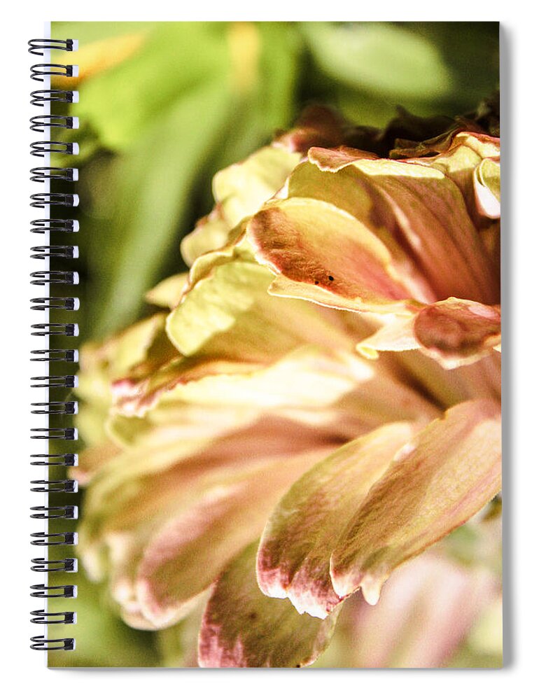 Zinnia Elegans Spiral Notebook featuring the photograph Glowing Petals by W Craig Photography