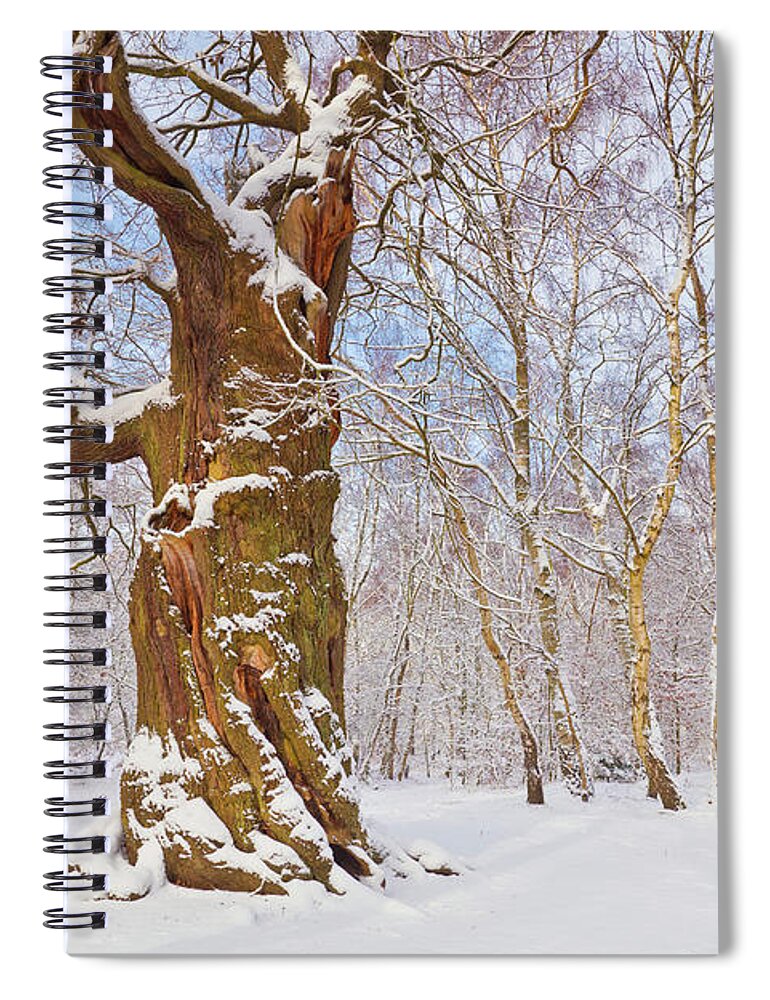Sherwood Forest Country Park Spiral Notebook featuring the photograph Gnarled oak tree in fresh snow, Sherwood Forest, Nottingham, England by Neale And Judith Clark