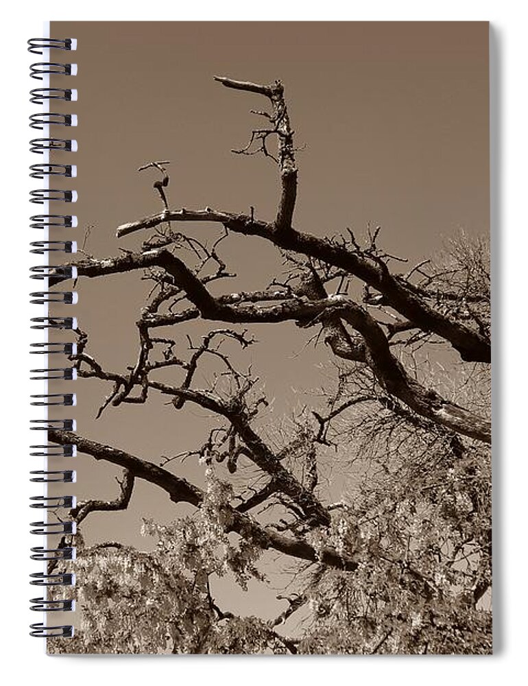 Branches Spiral Notebook featuring the photograph Gnarled Old Hands by Kimberly Furey