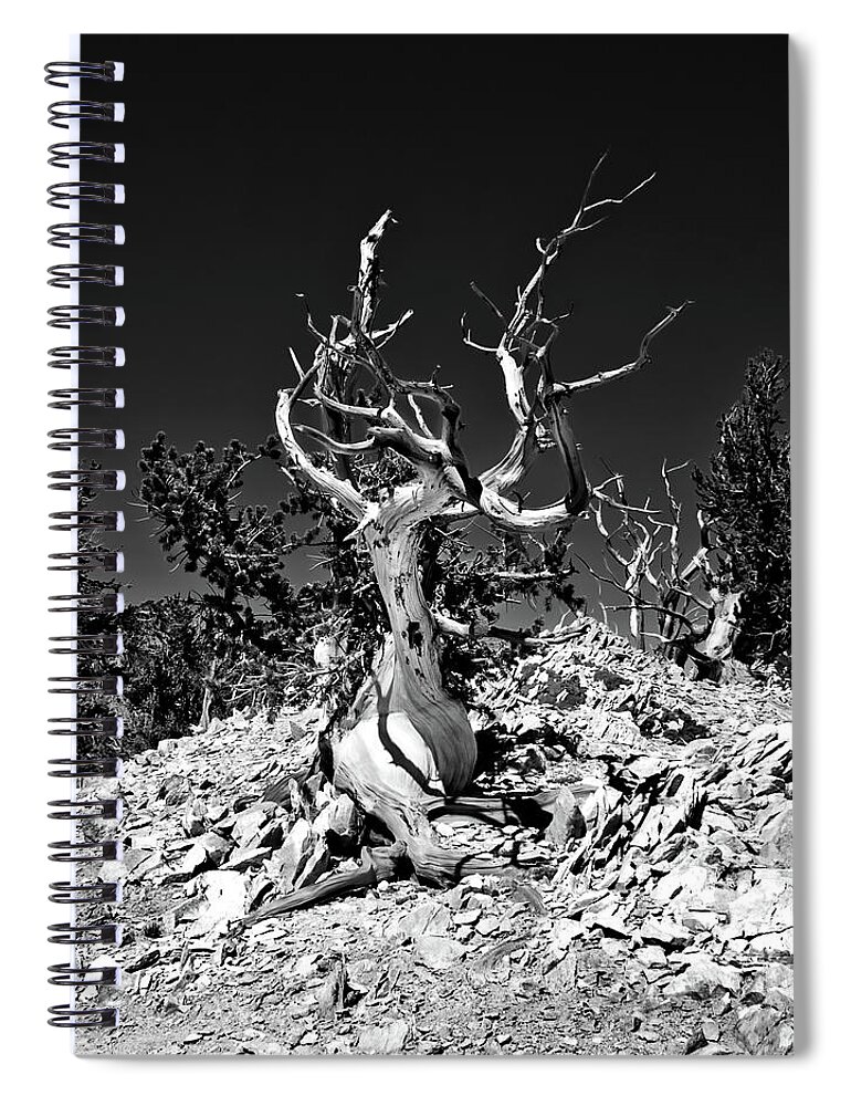 Ca Spiral Notebook featuring the photograph Gnarled Reach by American Landscapes