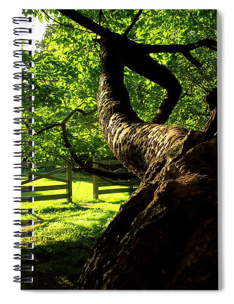 Afternoon Sun Spiral Notebook featuring the photograph Gnarled Tree and Rustic Fence in Golden Hour by Steve Ember
