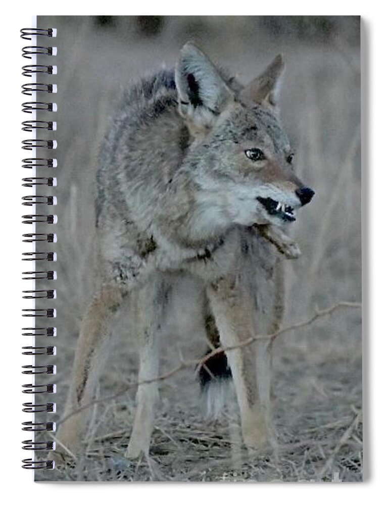 Coyote Spiral Notebook featuring the digital art Go Ahead, Make My Day by Tammy Keyes
