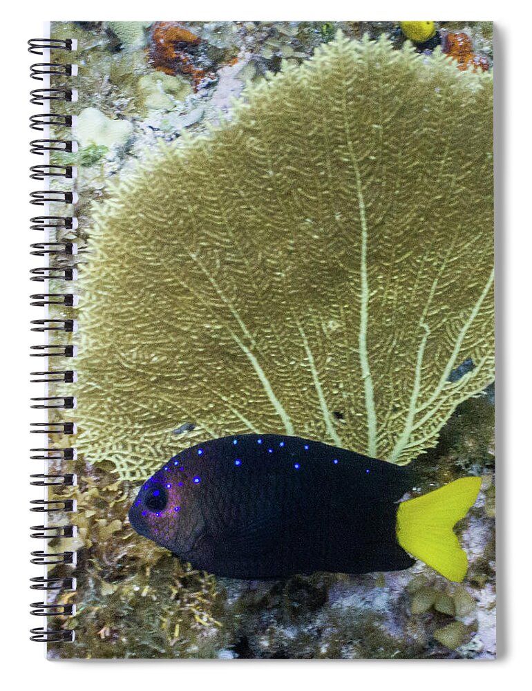 Animals Spiral Notebook featuring the photograph Go Gorgonian by Lynne Browne
