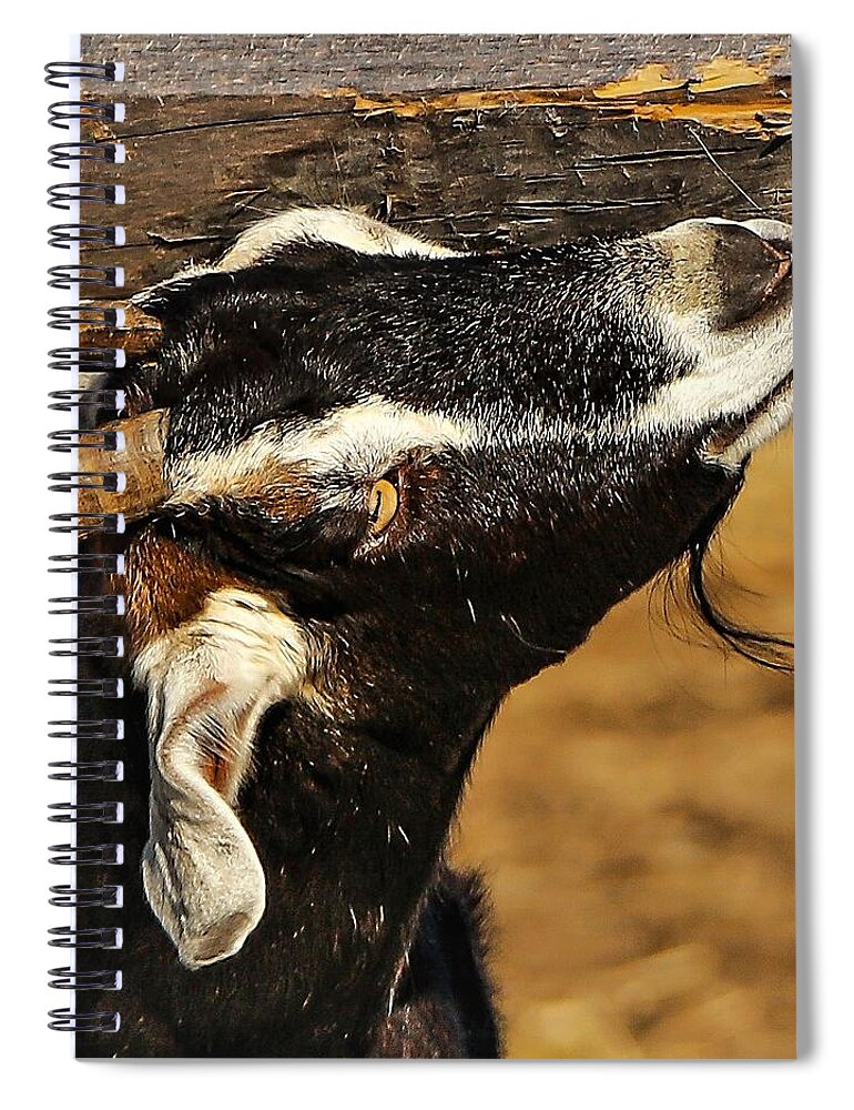Goat Horns Fence Wood Close Spiral Notebook featuring the photograph Goat by John Linnemeyer